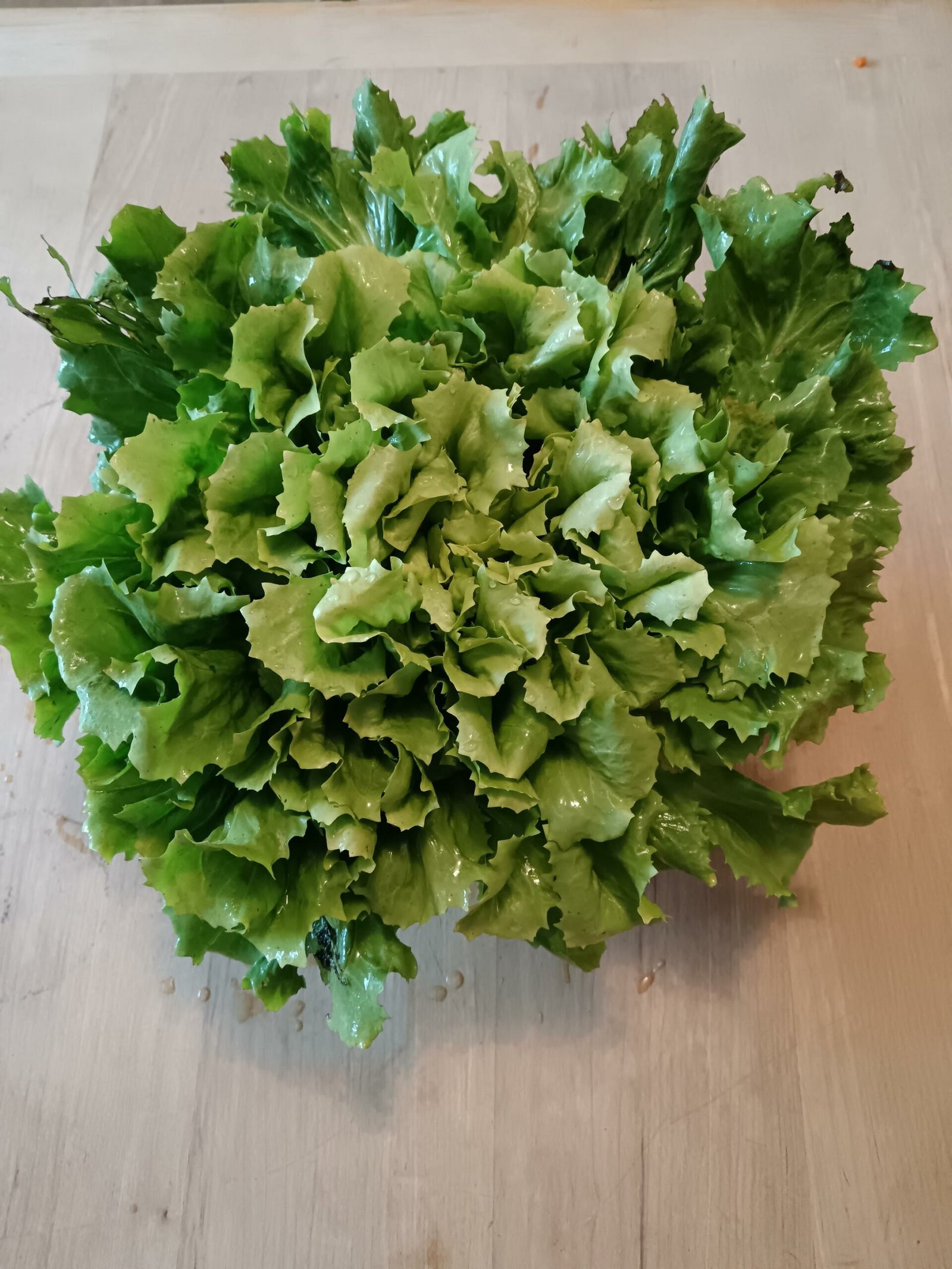 SALADE - Chicorée scarole -